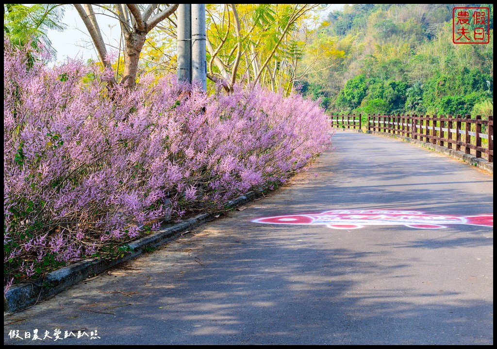 清水溝溪麝香木花道