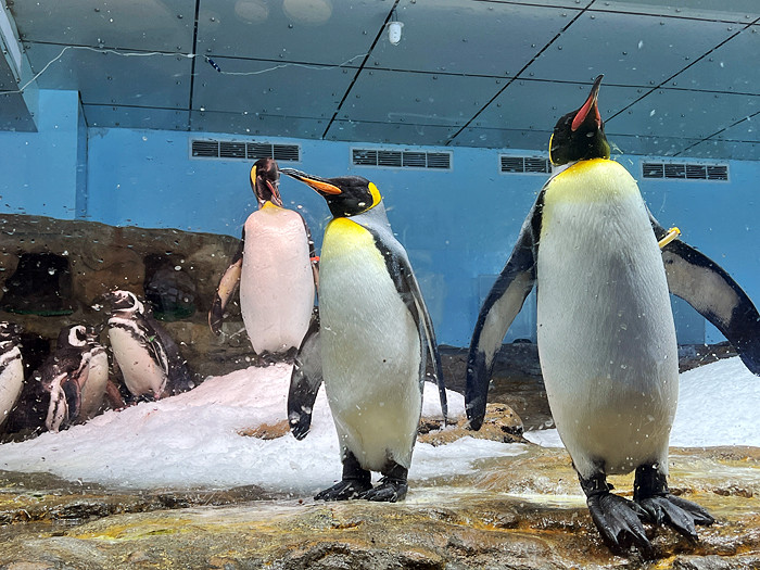 Xpark水族館