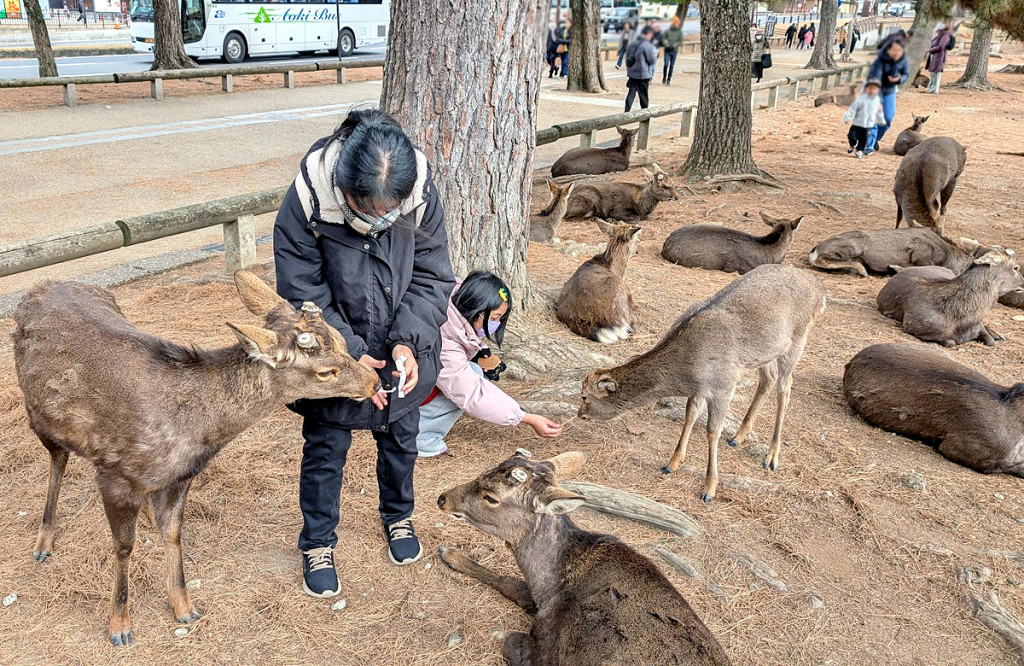 日本-奈良公園(梅花鹿公園)