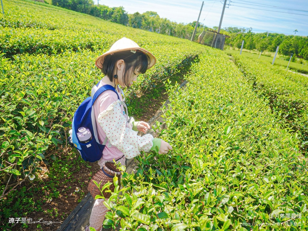 佳芳觀光茶園