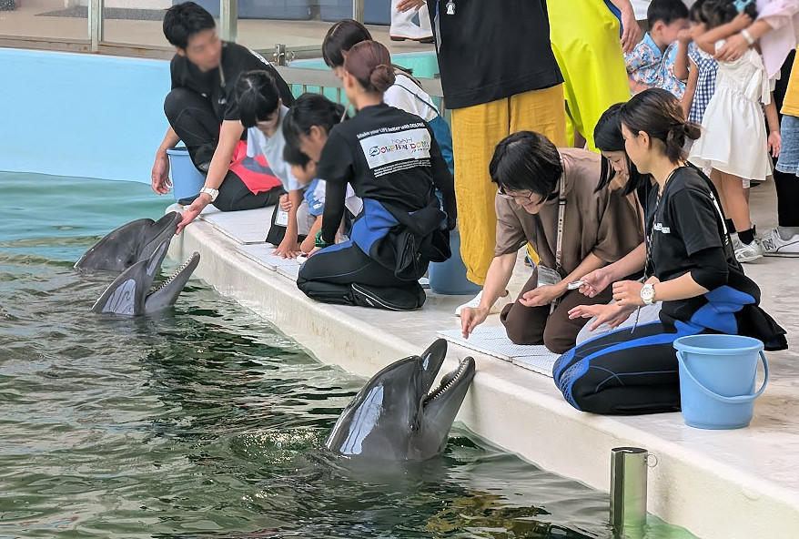 日本-大阪-諾亞海豚館NOAH DOLPHIN DOME(ノアドルフィンドーム)