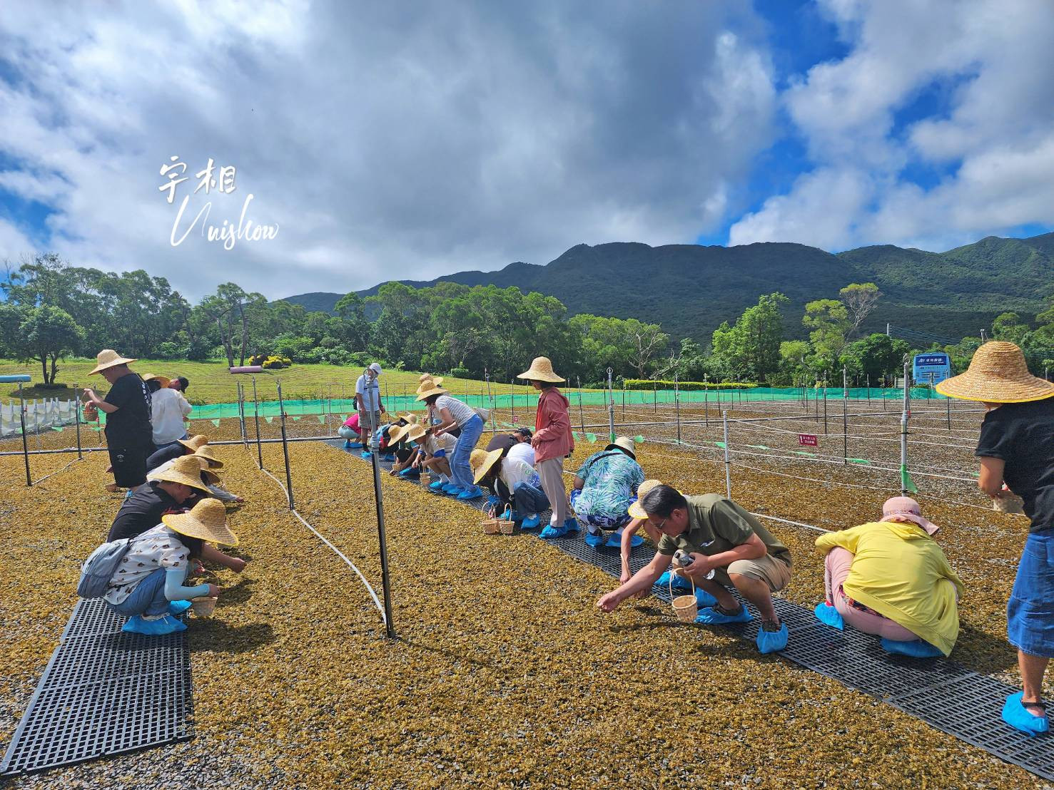 宇相雨來菇UNISHOW-食農有機生態農場(採雨來菇)