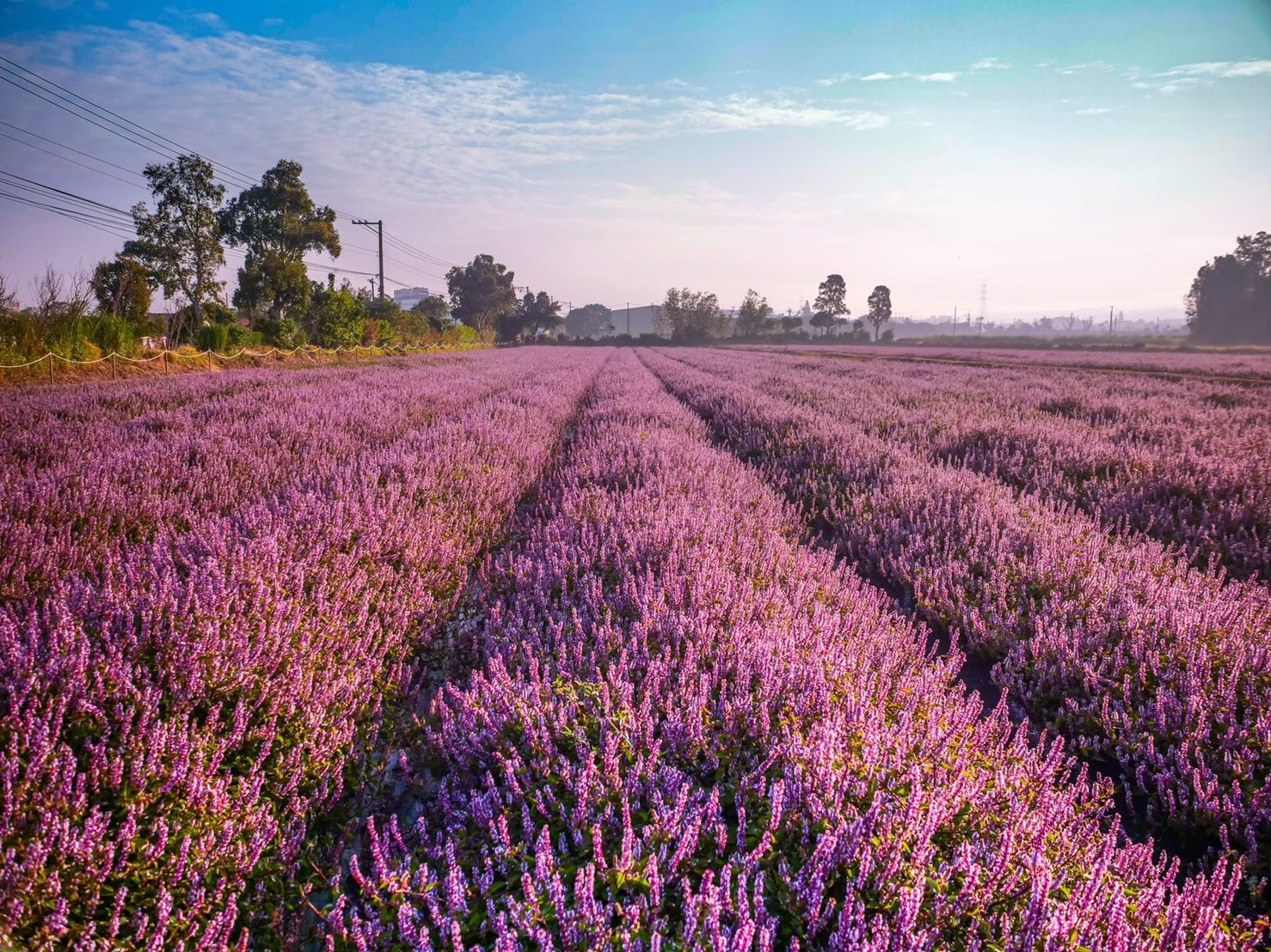 2025桃園仙草花節-花開紫境・相遇楊梅(11/22-12/07)