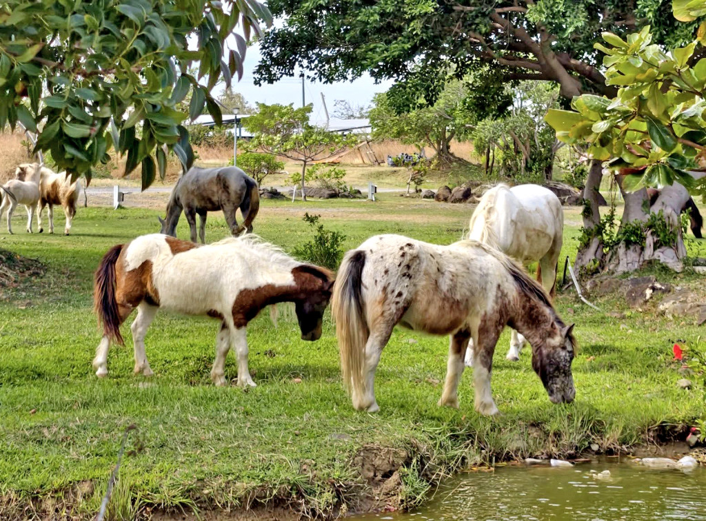 悠客驛境-露營x馬主題咖啡廳(悠客馬場)