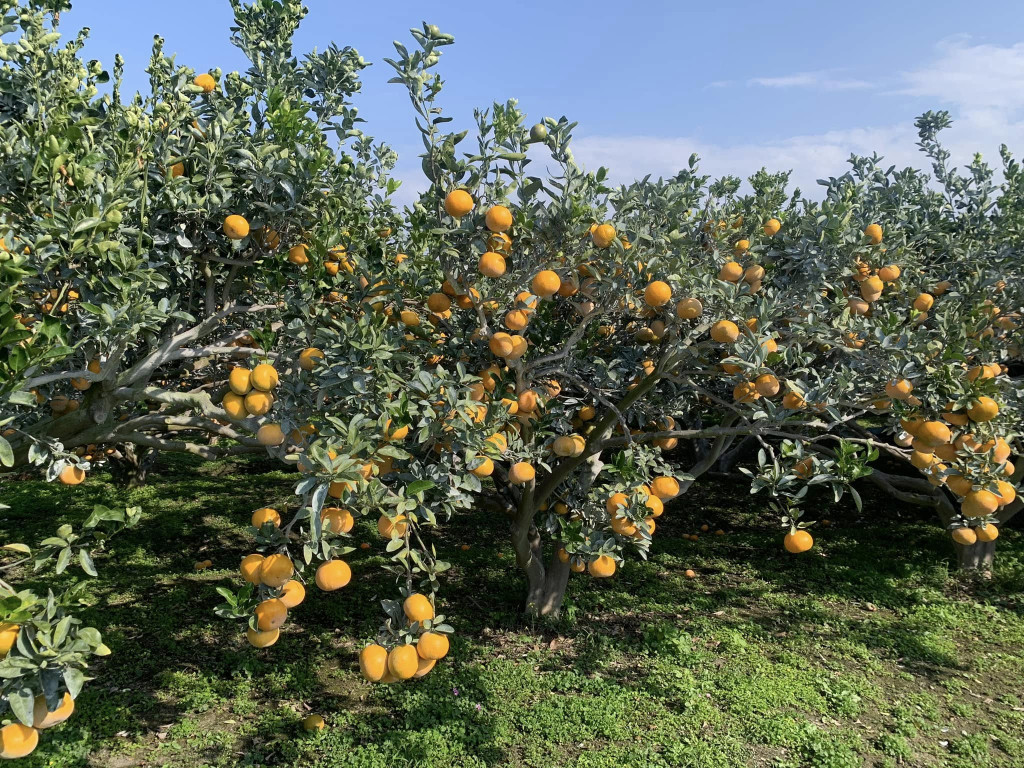 橙色農作休閒果園 橙色農作休閒果園