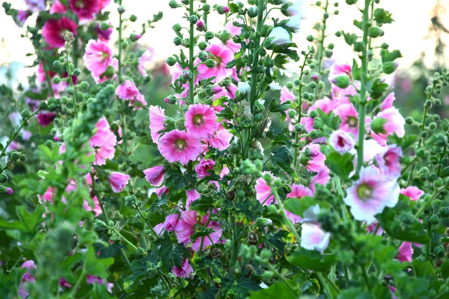 2026學甲蜀葵花季(03/14-05/03)