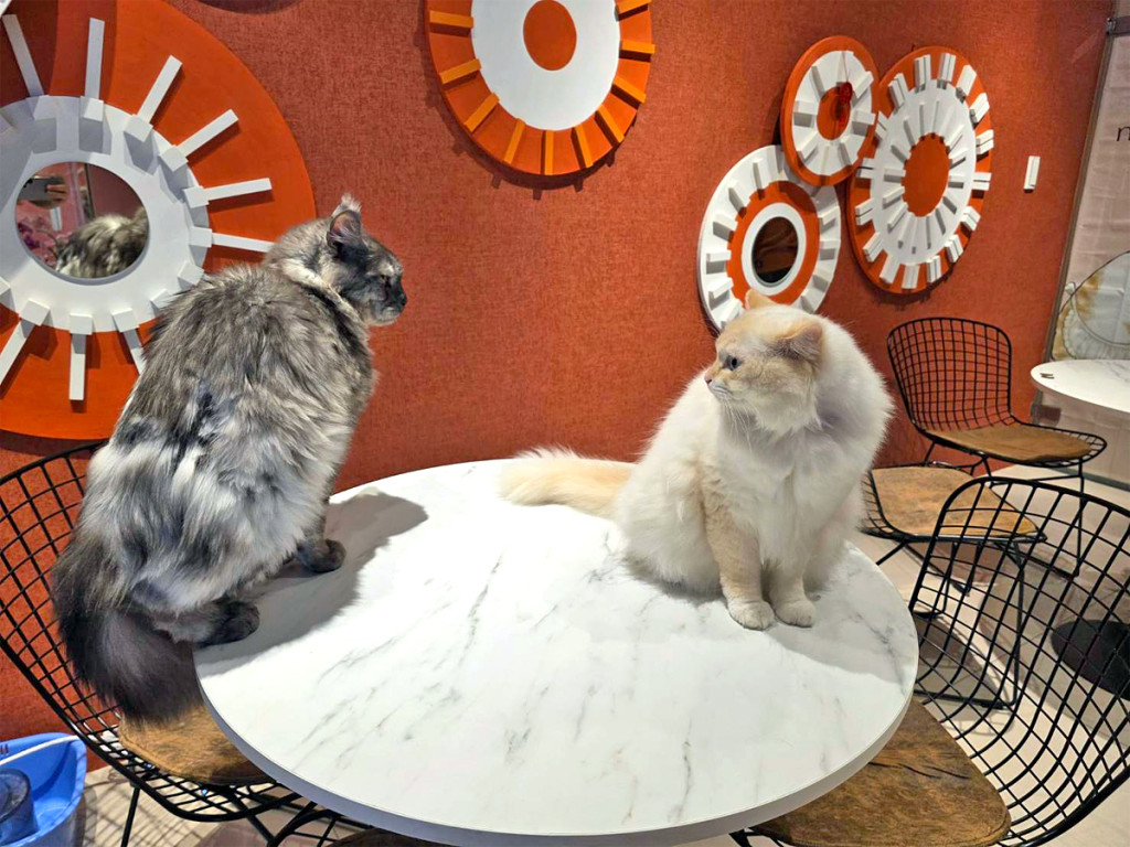 喵喵有約-北投簡餐咖啡廳