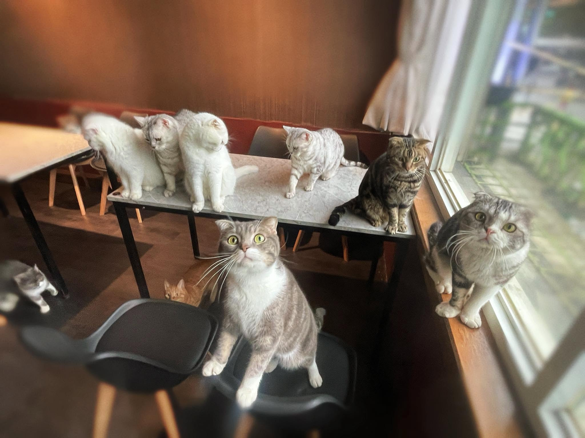 餘溫貓咪咖啡食堂(貓餐廳/貓咖啡廳)